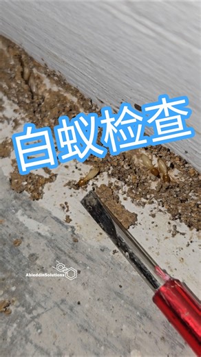 Termite Control Jb Johor Bahru 白蚁检查，白蚁服务。