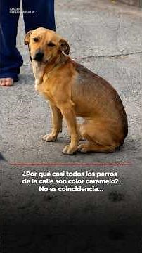 Why are almost all stray dogs caramel-colored? It’s no coincidence…