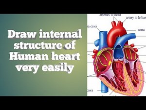 Easy way to draw internal structure of human heart