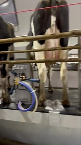 380K views · 3.3K reactions | This is our MTech robotic post dip sprayer. Using a laser to know where the center of their udder is. It does a great job with coverage. | County Line Dairy | Facebook