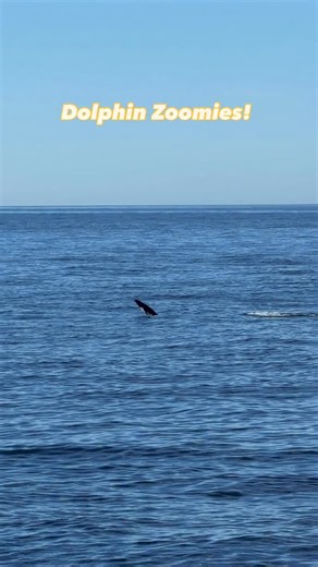 On this mornings trip aboard The Blackfin we saw this Northen Right Whale Dolphin tail walking!!! Such a cool an rare behavior to witness Video by Evan Brodsky/MBWW | Monterey Bay Whale Watch