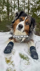 28K views · 7.9K reactions | Winston is a mathematician. 燐 Like Winston’s shoes? Winston is wearing Air Pup dog shoes to protect his paws from hot pavement, cold temperatures, ice salt, broken glass, needles, chemicals, dirt, germs, allergens, sharp rocks, thorns, and foxtails.  . . #airpup #dogshoes #dogboots #doghumor #australianshepherd | AIR PUP | Facebook