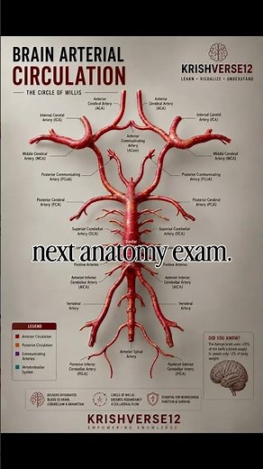 Circle of Willis 🧠 #brain #neuroscience #anatomy #mbbs #bds #bhms #nursing #education #medical