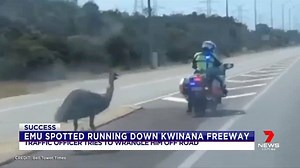 An unusual commuter heading north on the Kwinana freeway this afternoon... #7NEWS www.7NEWS.com.au | 7NEWS Perth