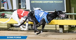 ‘Galo halo’ glowing