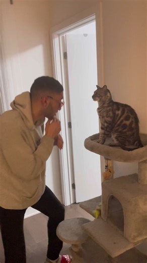 Aggressive Bengal Cat Boxing Match