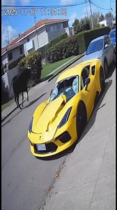 29K views · 38 reactions | Visita Sorpresa del Toro a un Auto...