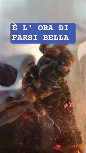 Brachypelma Emilia vanitosa