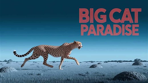 Big Cats Call These African Places Home 🌍