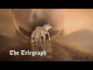 Robot chases huge alligator found in Florida storm pipe