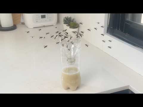 House Flies and Fruit Flies Can't Resist This Trap! How to Get Rid of Flies Fast!
