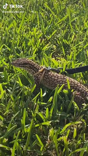 Exploring the World with My Pet Lizard | Ackie Monitor Care Tips