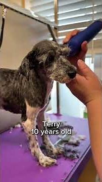 From Neglect to Hope: The Schnauzer Rescue Still Waiting for Homes