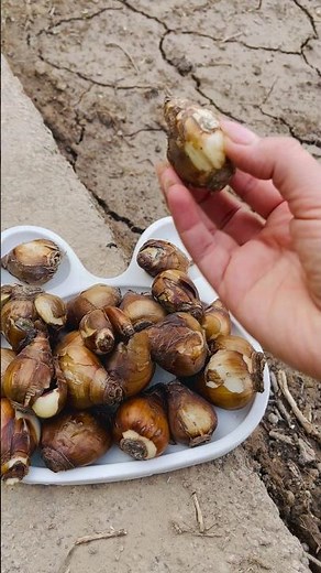 Planting Narcissus Bulbs | Beginning of a Beautiful Bloom 🌼 #youtubeshorts #gardening