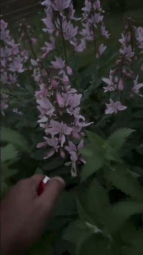 Так виглядає Dictamnus albus – газова рослина🔥