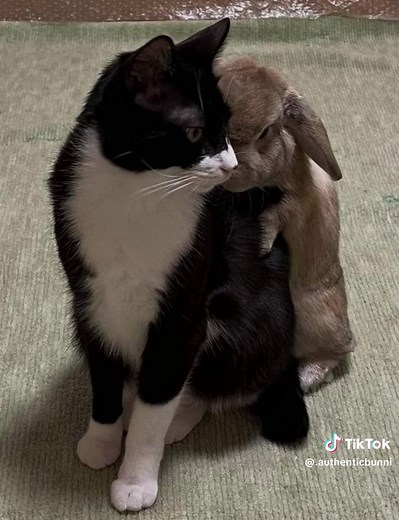 Adorable Bunny Moments