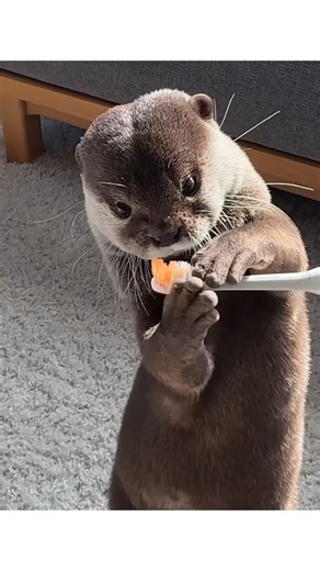 OTTER LOVERS🦦 on Instagram: "Testing the Electric Toothbrush: Kotaro’s Case Reacts to electric toothbrushes: if kotaro 🏷️Tag someone who love otters🦦❤️ 🦦 Get daily Updated otter photos and videos💝 Follow us @otter.zone Follow us @otter.zone 🦦 🦦 📸 Credit By @otter_kotaro_hana #otter #otterlife #otterlove #otterlovers #otterbaby #otter_page.ig #otters #ottertattoo #ottersofinstagram #otterlife #otterlife #viral #trending #otterofinstagram #otterbeby #cute #aww #arorable #animal #animals #p