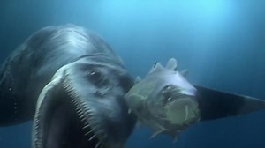Go hunting in deep water with Predator X, a 45 tonne animal that will go down in history as one of the ocean's deadliest hunters. http://bbc.in/1qDZp25 | BBC Earth