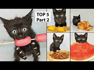TOP 5 Kitten ASMR Eating Compilation [Part 2]