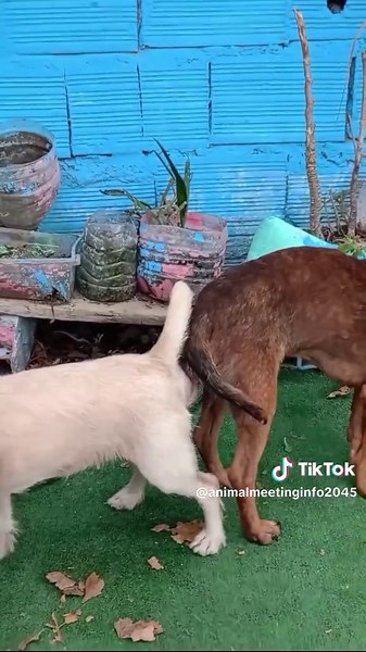 Small Dog Meeting: Adorable Encounters