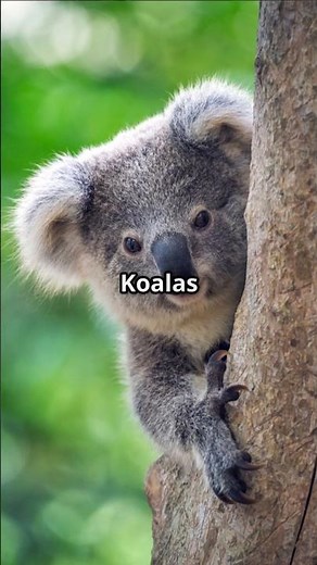 Why Koalas Only Eat Poisonous Leaves