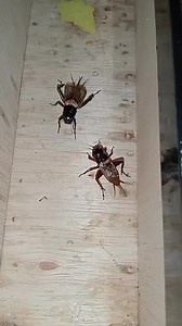 Sampek lemes SEMPAK VS KANCUT | Kong Bukong