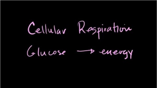 Cellular respiration introduction