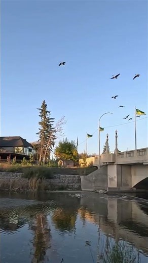 Canada Geese Everywhere! Wascana Lake (Regina) 🪿