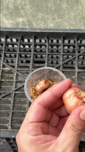 Try this method and watch your green onions grow faster than ever #garden #beginner #onions #plants