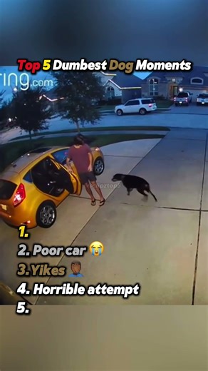 Top 5 Dumbest Dog Moments! 😂
