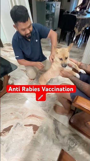 Dog anti rabies vaccination || #antirabies #antirabiesvaccine #dogs