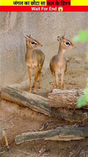 The driver of the forest, the little deer | @NandFactos88 #youtubeshorts #trending #facts #guguga...