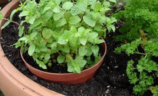 How & When to Fertilize Mint Plant - Care for Healthy Growth - Homes Pursuit