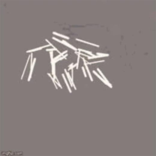 Stick Bug 2 (Real) #humor #memes #stickbug #comedy #rickroll #fun #funny #funnyshorts #music #bug