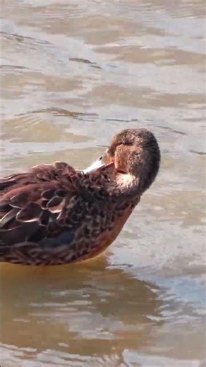 さむくても げんき（文字なし）