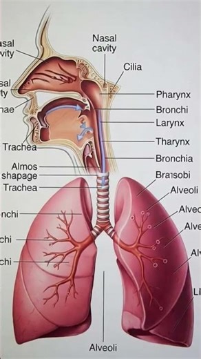 swasan tantra, respiratory system @s.sstudypoint5.06