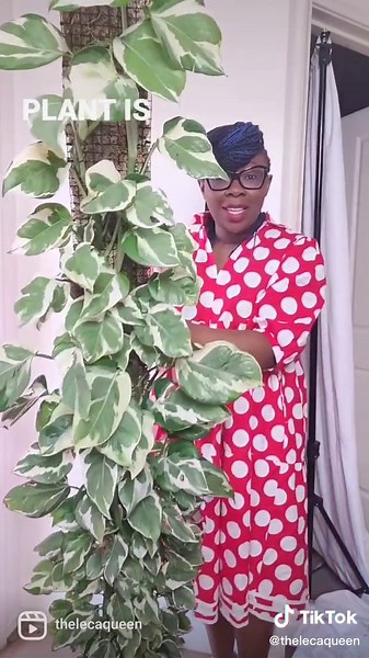 Pothos N'Joy: How to Grow Massive Leaves on a Moss Pole