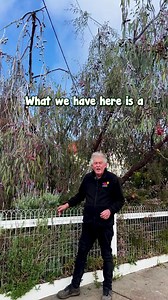 Eucalyptus ‘Silver Princess Gum’—a tree that promises to steal your heart with its grace and charm. This spectacular tree is a visual masterpiece, boasting slender, weeping branches adorned with shimmering silver-blue leaves that catch the sunlight beautifully. In its blooming glory, it gifts us with exquisite pink to red flowers that dangle like precious jewels, attracting buzzing bees and vibrant birds to your garden paradise. 🌸🐦 🌱💚 Thinking of adding a touch of elegance and native charm t