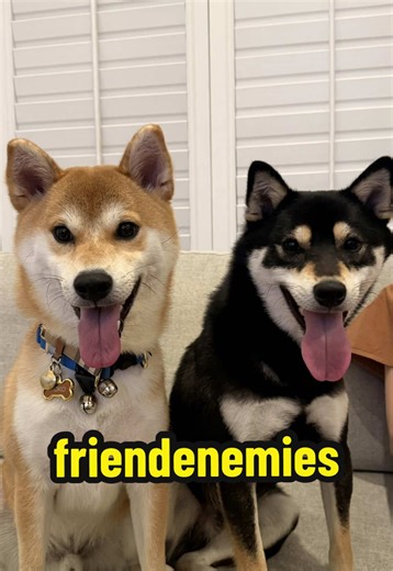 Shiba Inu's Dramatic Scream Noises