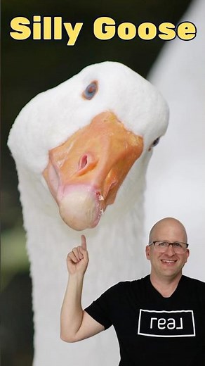 Why Are We Calling You a “Silly Goose”? | Fun Fact + Real Estate Wisdom