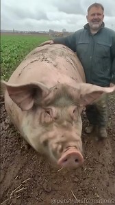 Fascinating animal transformation 🐽🐾🐰| Pig, Snake, Dog, Fish & Rabbit evolution