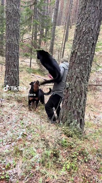 The Panther Trickster 😈 | Black Panthers Animal