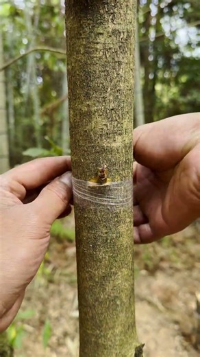 Detailed Tree Trunk Bud Grafting Tutorial