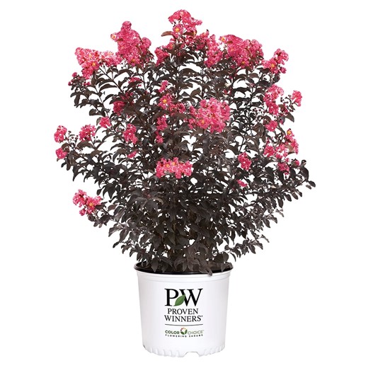 Proven Winners Center Stage Coral Crape Myrtle Live Shrub (2 Gallon)