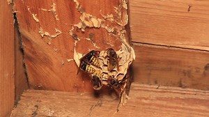 #Hornet Control & prevention Keep your home's back area Clean & Safe Don't keep unwanted .... So, Hornets will hurt you in a sudden, Also It will not find a place to stay شركة مبيدات دوت كوم جروب أهل المطريه | مبيدات دوت كوم | Facebook