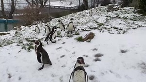 1.3K views · 63 reactions | Animals at the Welsh Mountain Zoo enjoy a snow day! Full story here: https://www.northwalespioneer.co.uk/news/23258449.pictures-animals-snow-welsh-mountain-zoo/ | North Wales Pioneer | Facebook