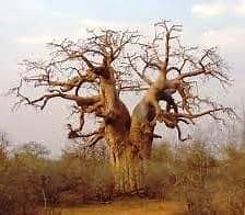 Baobab - Whole Earth Education