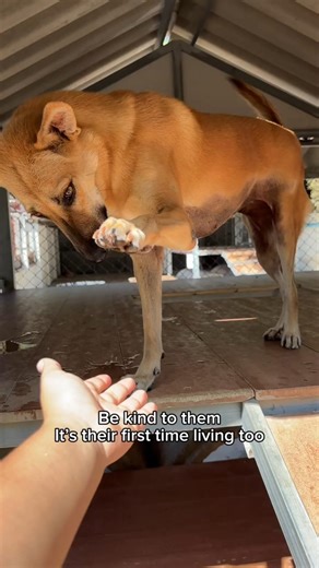 They all deserve to know what it feels like to be safe.❤️ #rescuedog #bekind #dogshorts