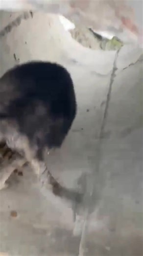 At DAS, we have always known that running a shelter alone is not the answer. No matter how well run a shelter is, there will always come a point when it becomes full and rescues have to stop. That is why DAS has always been more than just a shelter. We are building a movement that addresses the problem at its root. We are actively sterilising dogs and cats in our municipality of Zamboanguita, while also offering low-cost spay and neuter services so the wider community can be part of the solution