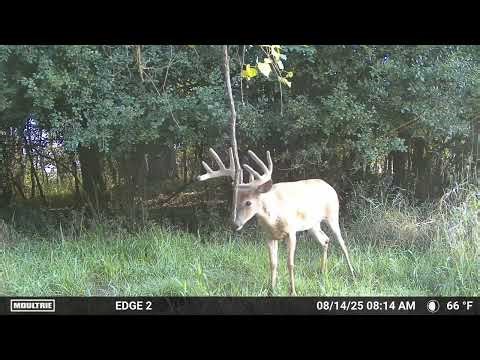 Big Velvet Buck Jumping Around